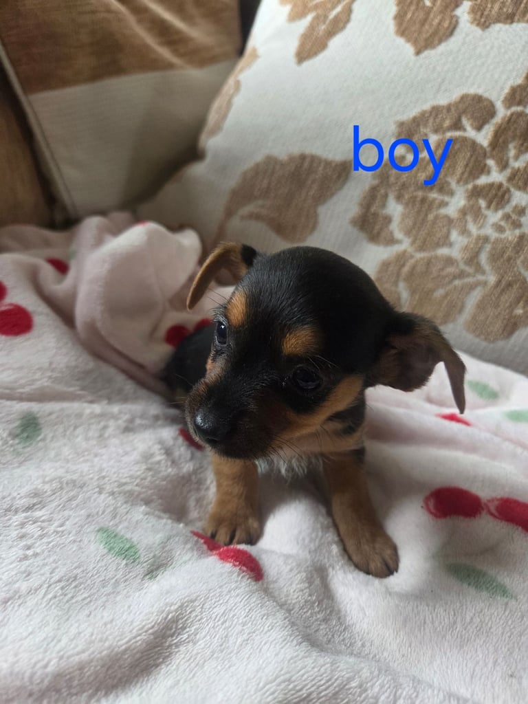 Yorkshire terrier x jackrussell 