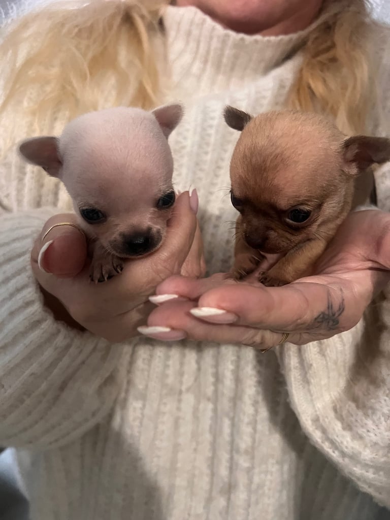 Chihuahua puppies 