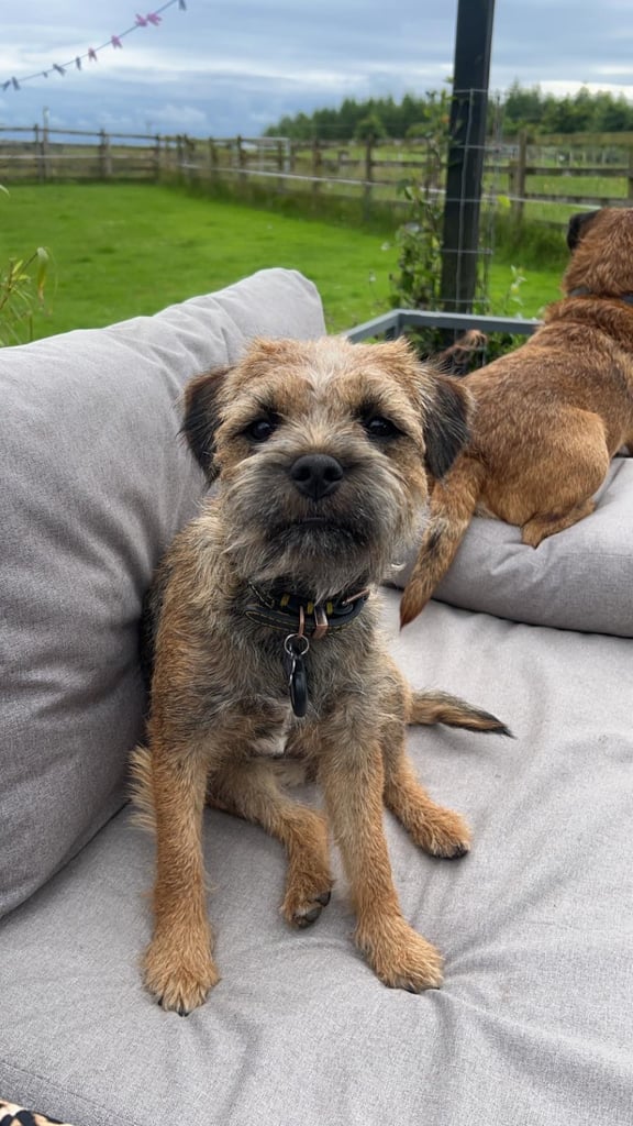 Border Terrier Pups 