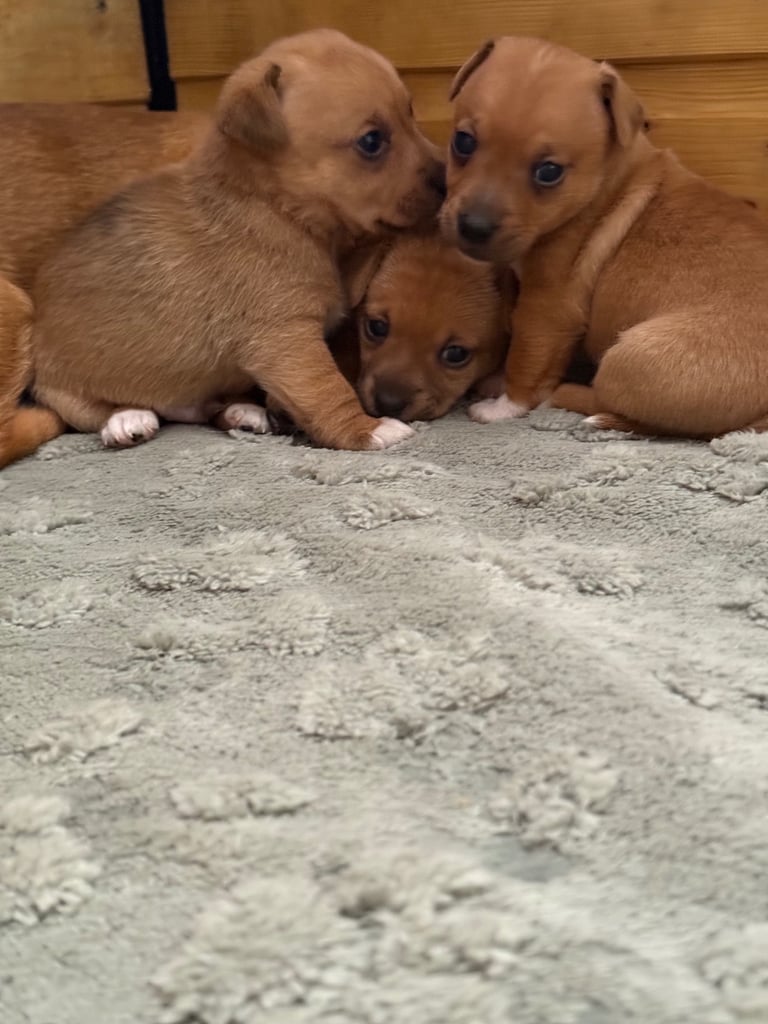 Miniature Jack Russell Pups