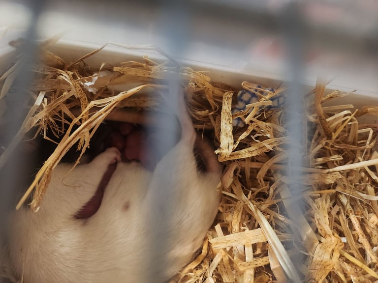 image for We have a mixture of new babies top eared and double Rex’s 