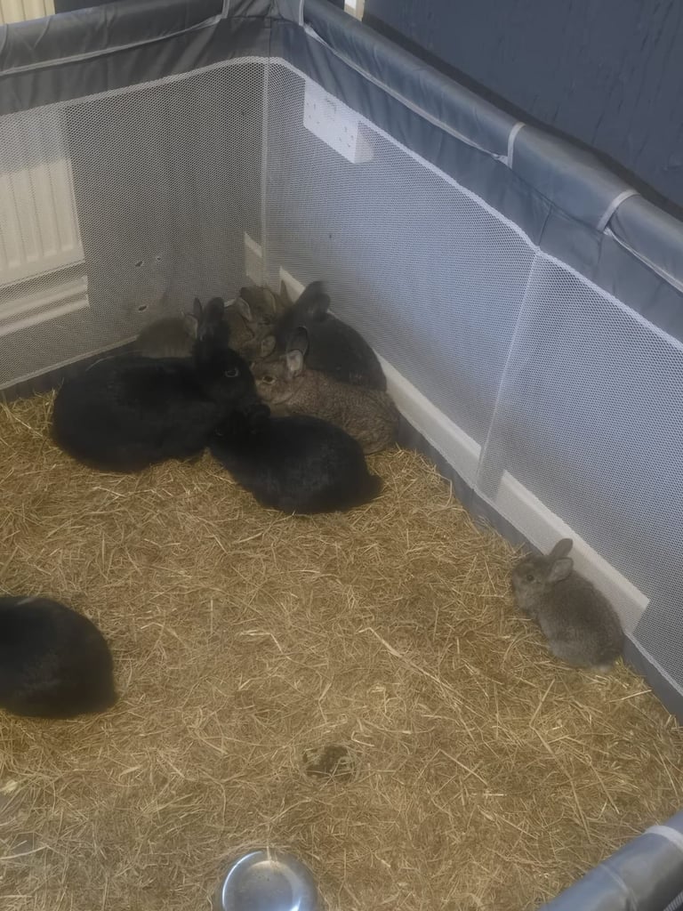 Baby rabbits