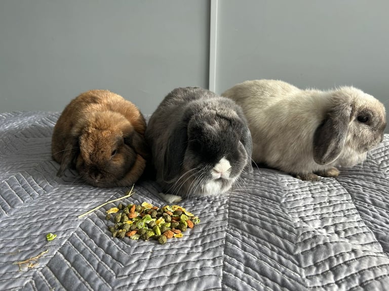 X3 mini lop rabbits 