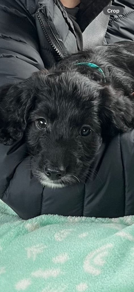 Stunning cockapoo rehoming