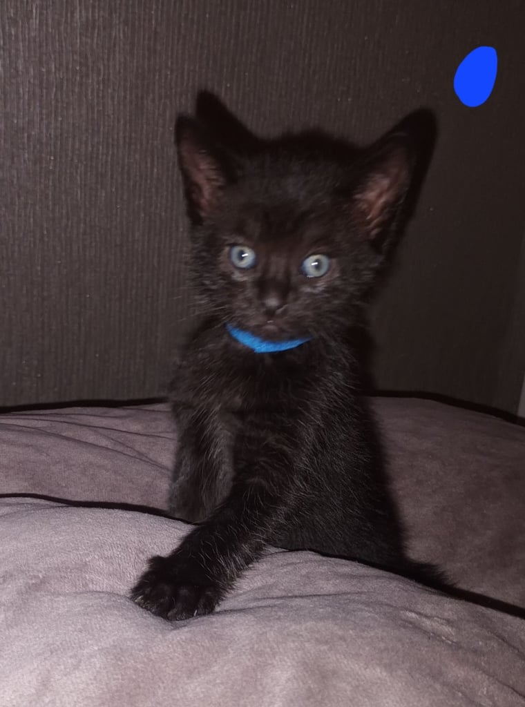 2 gwjus kittens 