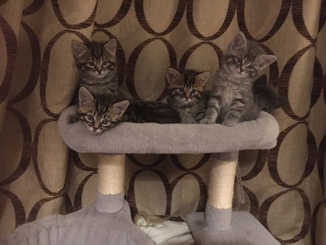 Gorgeous female grey and brown tabby kittens for re-homing