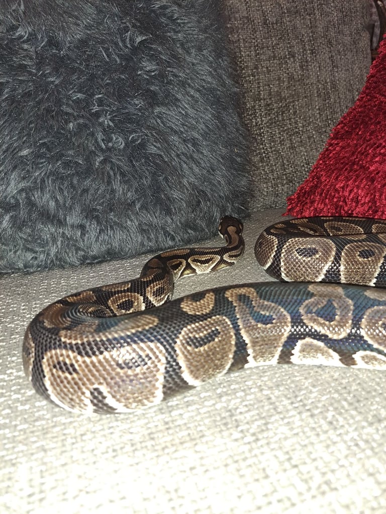 Royal Pythons Adult