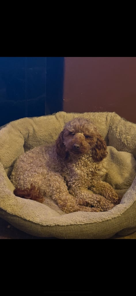 Cockapoo pups fox red