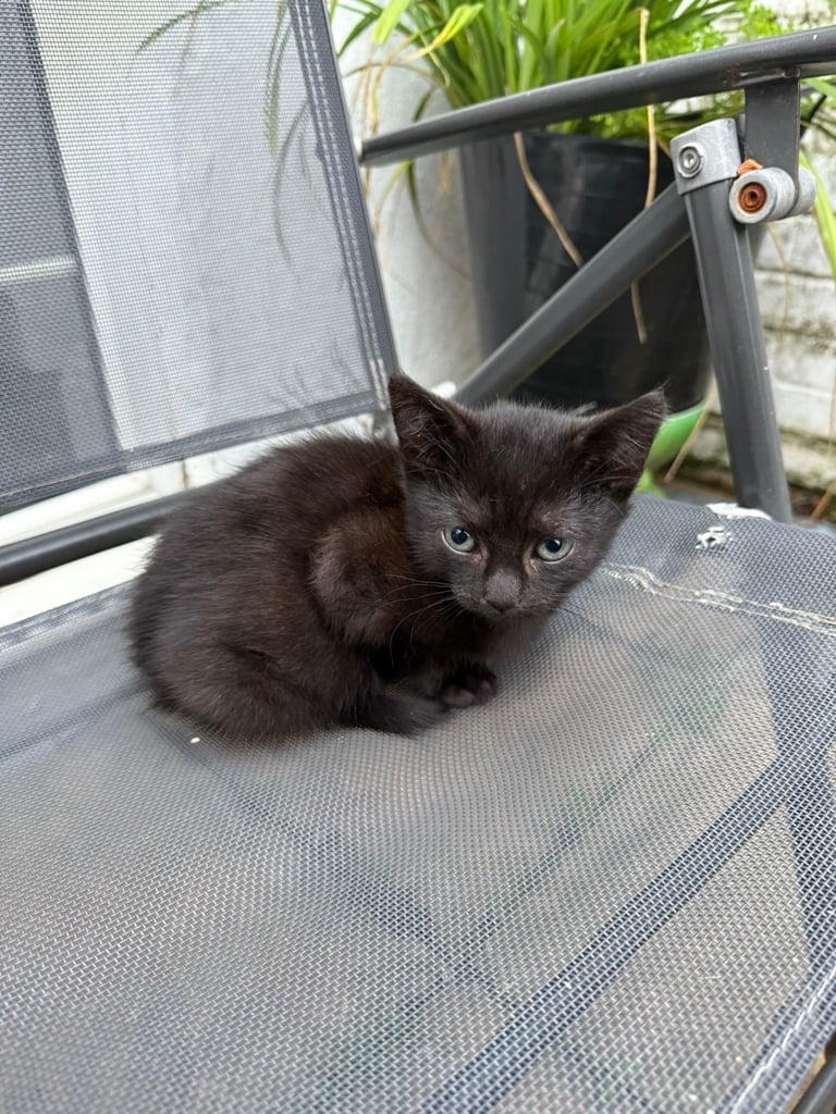 Black 2 Month Old Kitten For Sale
