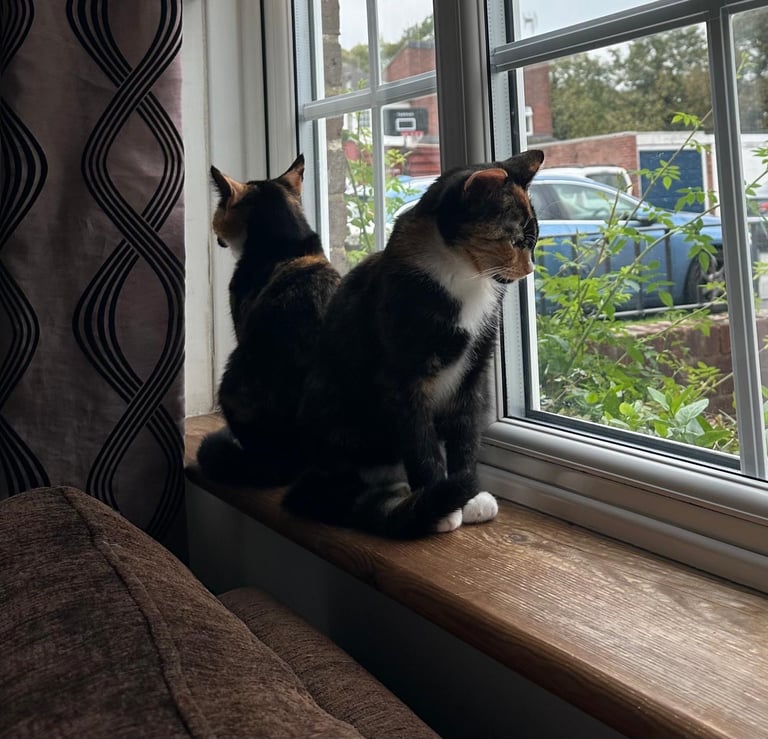 2 kittens for sale 