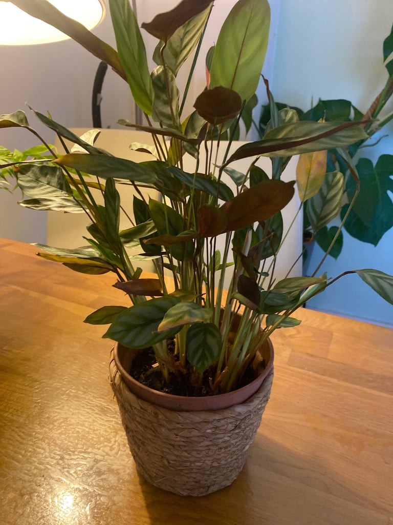 Plants for sale 