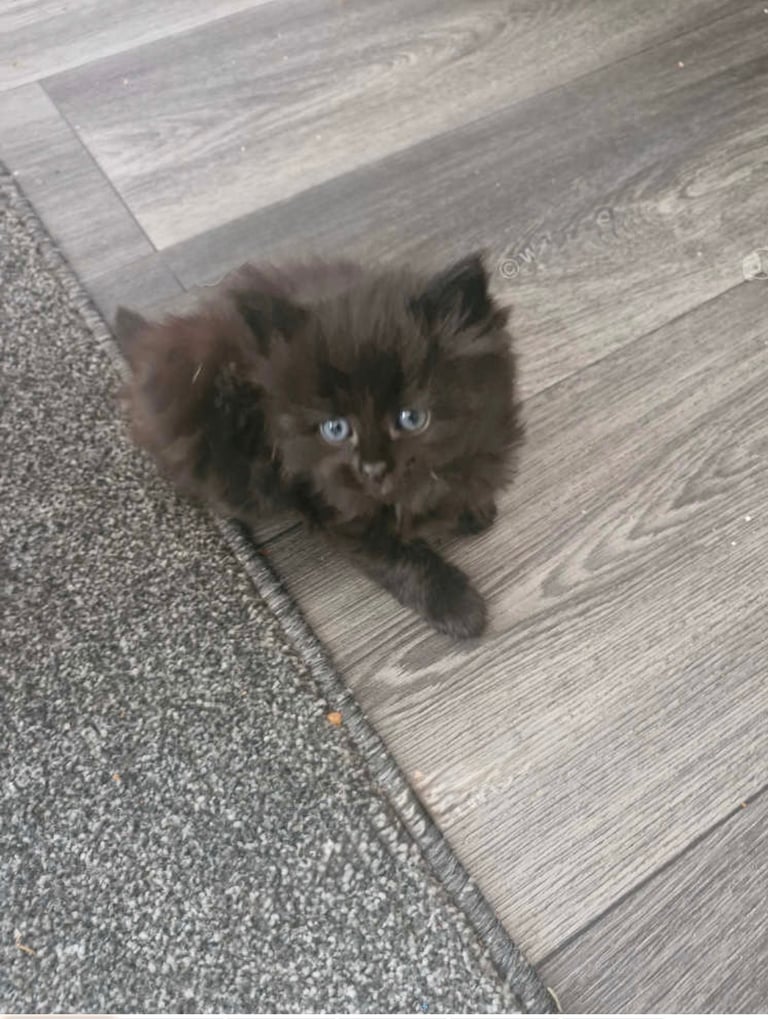 Black Fluffy Kitten