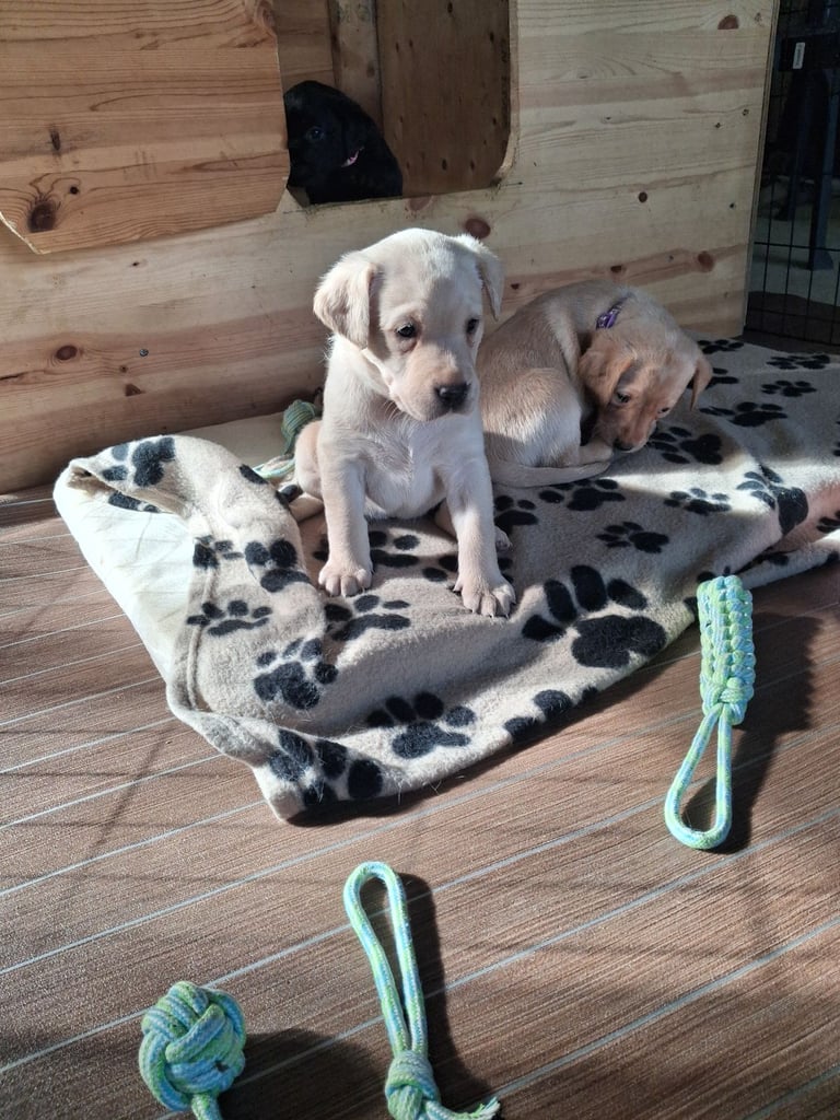 Labrador pups for sale