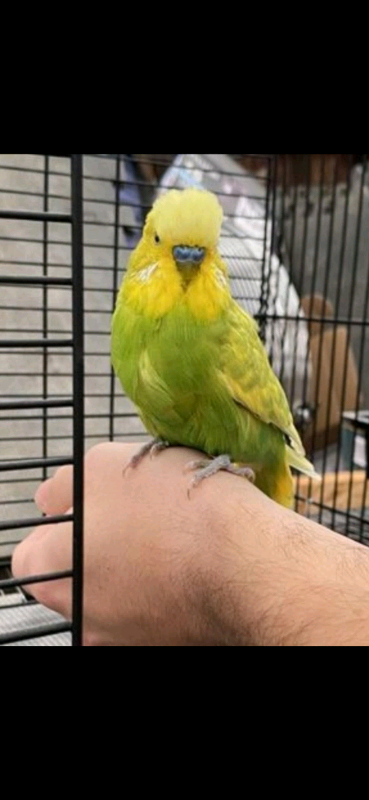 Hand Tame Budgies 