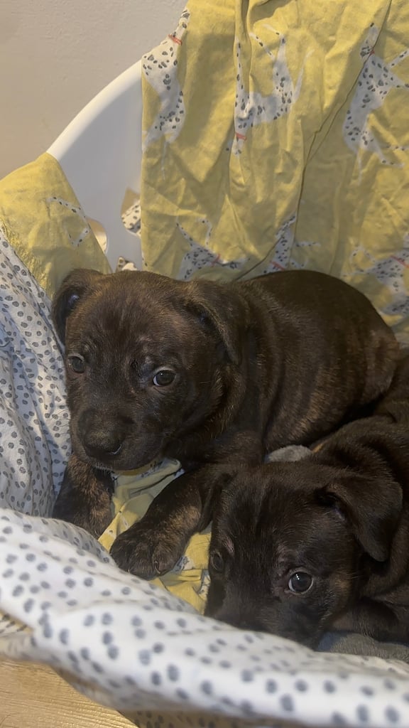 Staffy Puppies Brindle Black Boy London Staffordshire Bull Terrier Puppy