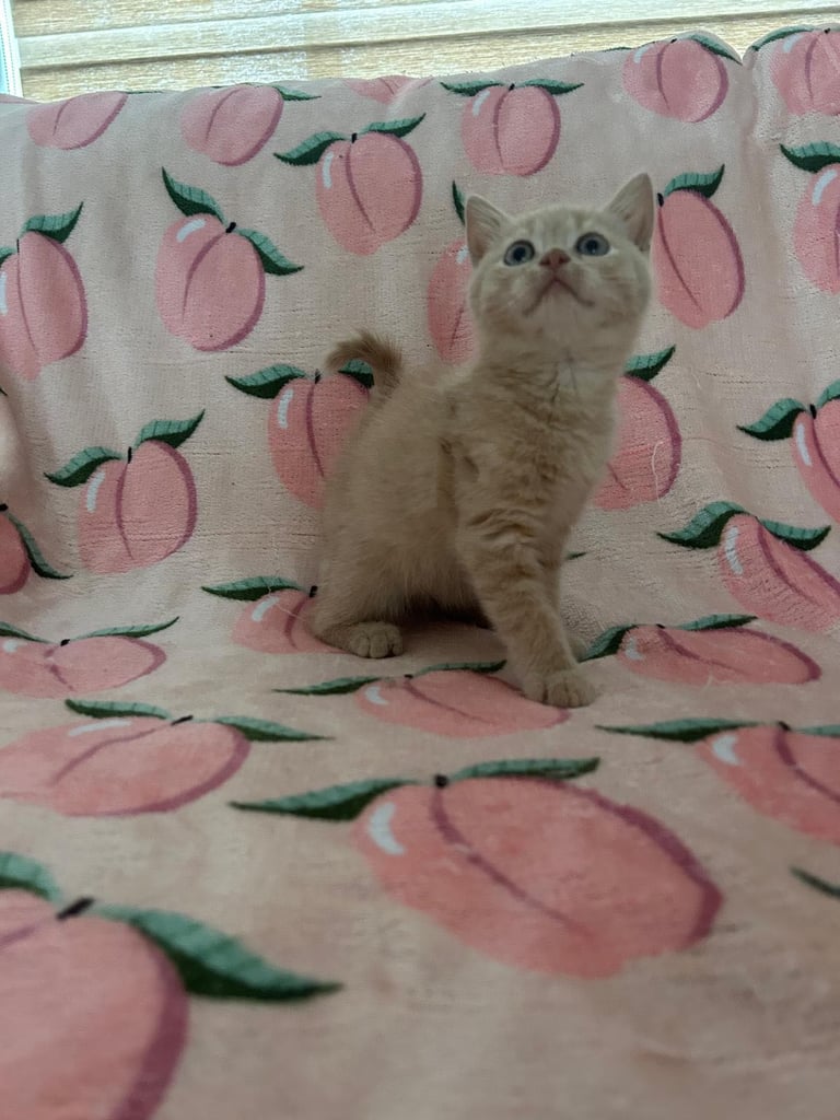 Beautiful 5th generation British shorthair kitten