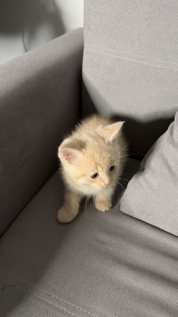 😸 Adorable 8-Week-Old British Shorthair x Russian Blue – Ready for a Loving Home! 🏡