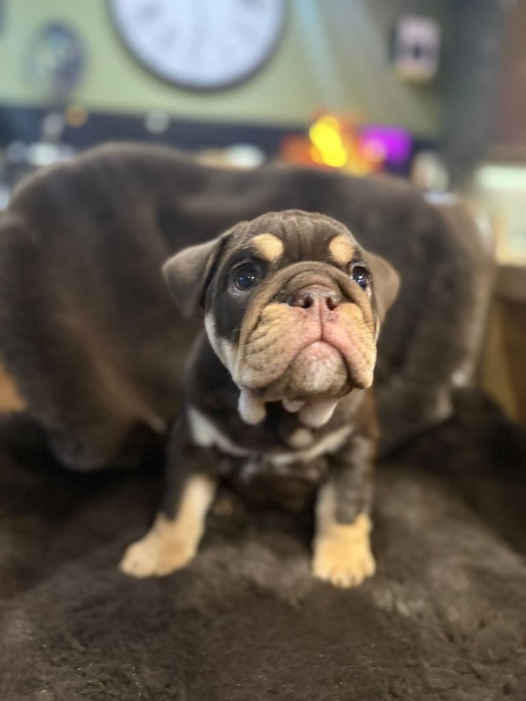 image for 8 Week Old Female English Bulldog (READY NOW)