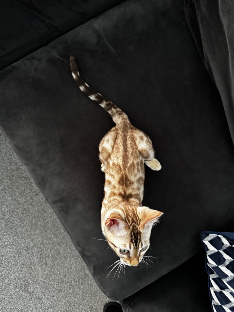 Stunning Snow Sepia Pedigree Bengal Kitten – Male – Ready Now 