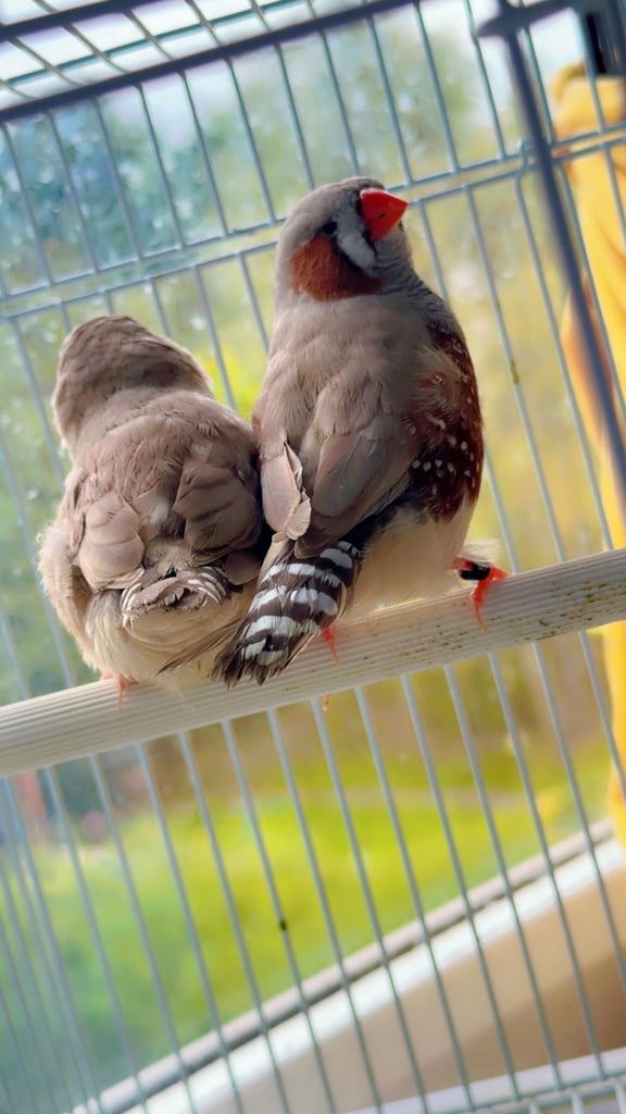 4 PAIRS OF BIG EXHIBITION SIZED CLOSE RUNG (ZFS) ZEBRA FINCHES