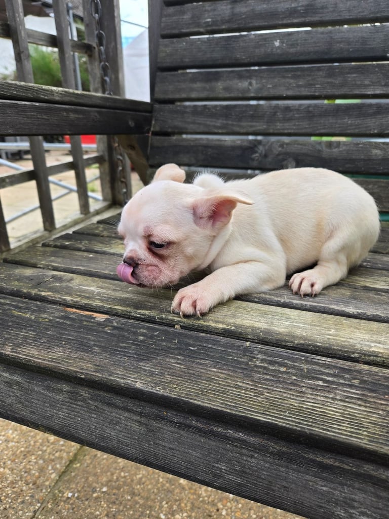 French bulldog pups READY NOW