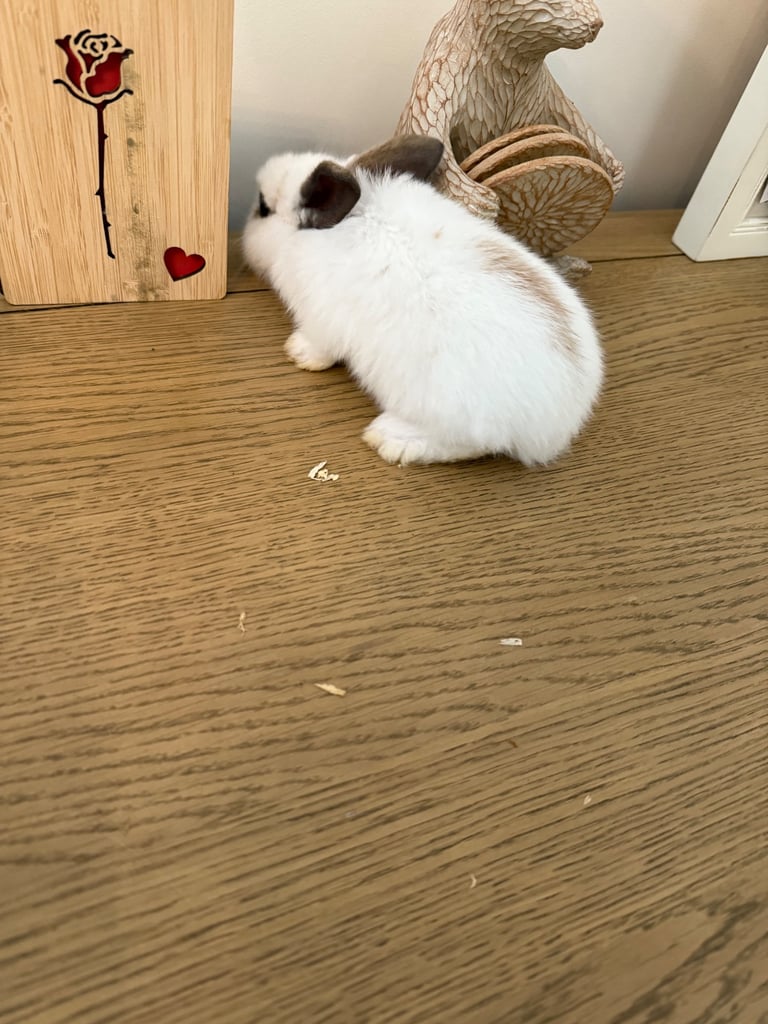 Mini lop rabbits