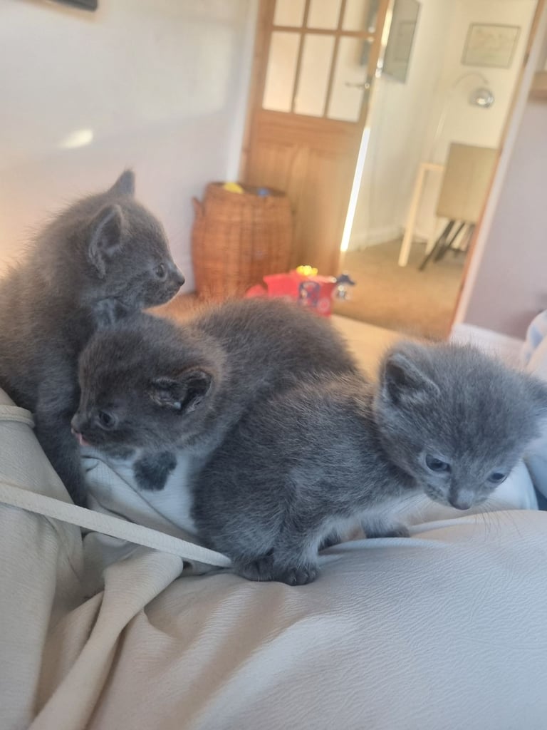 *Rehomed*Boy half Ragdoll kitten for sale 