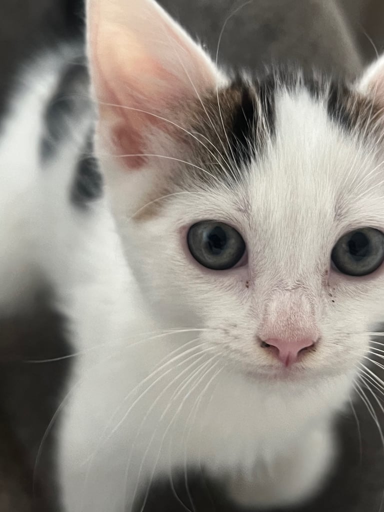 image for Last male tabby kitten 