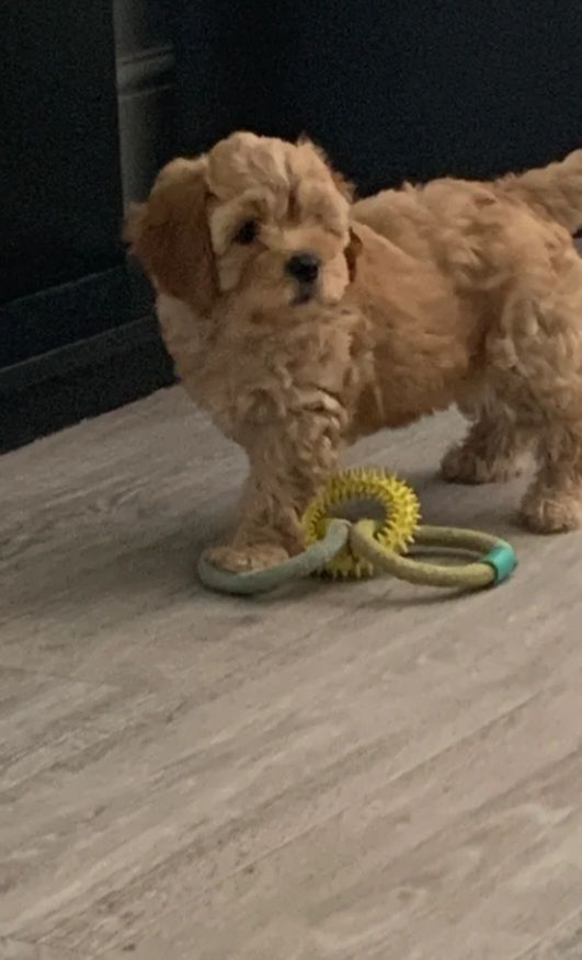 Cockapoo puppy 