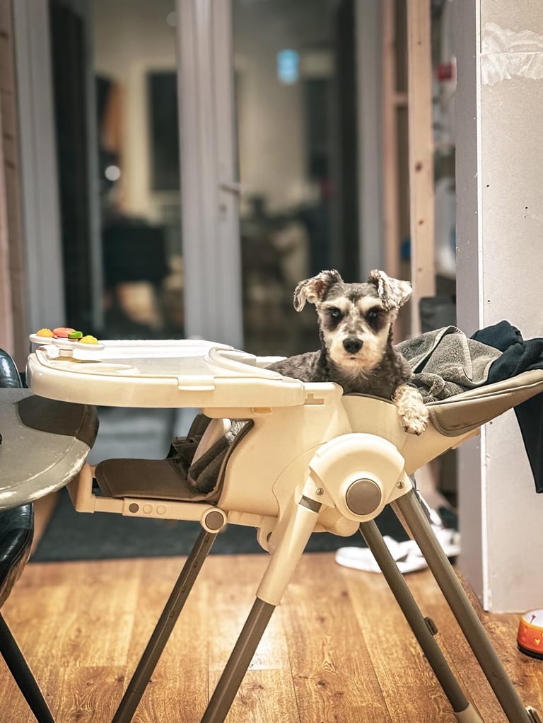 Miniature schnauzer puppies 