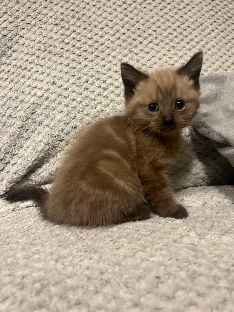 Snowshoe X Birman kittens for sale 