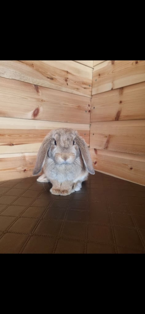 Mini Lop Mam rabbit and two babies 