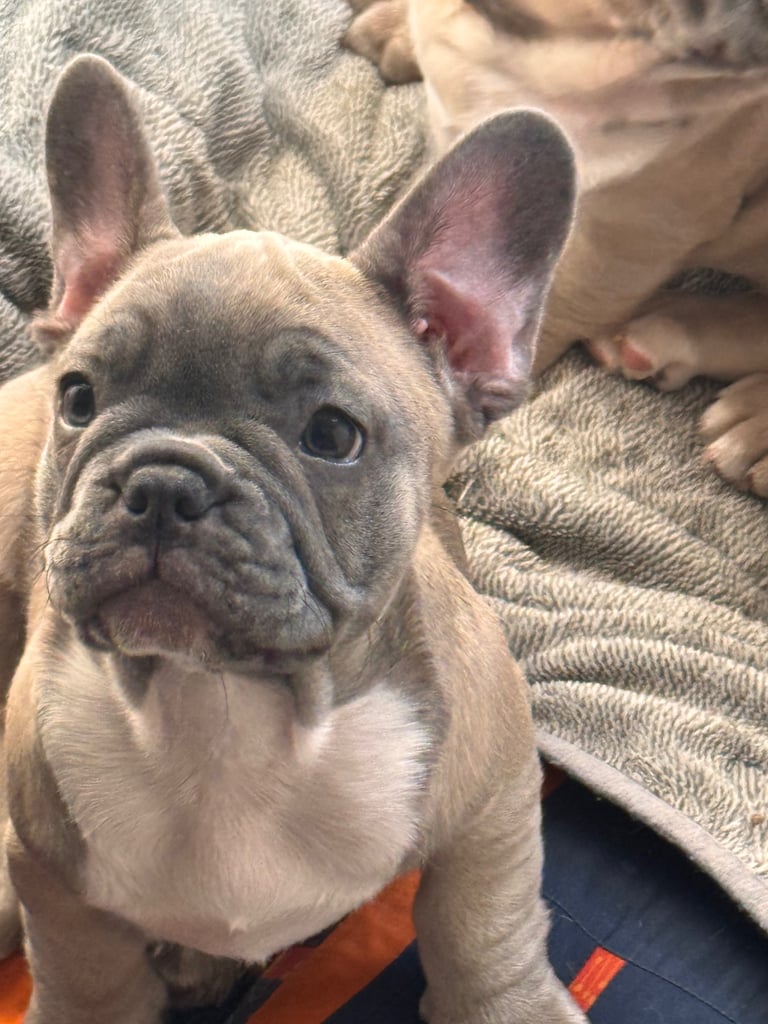 French bulldogs puppies