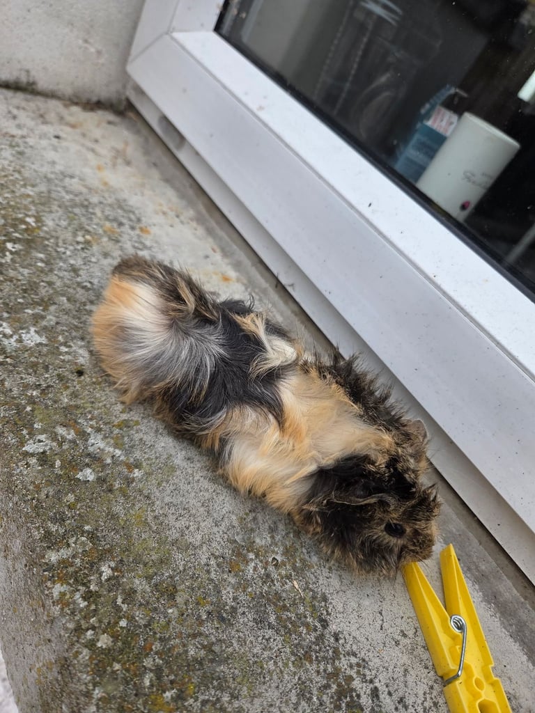 Guinea pig 