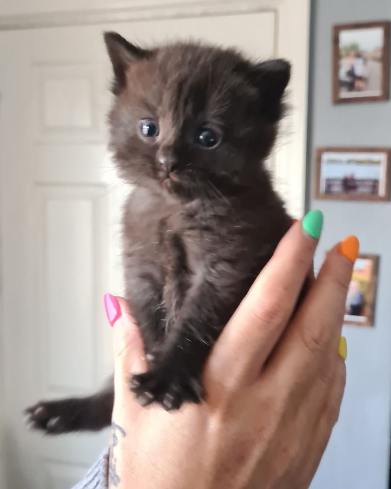 Britsh short hair kittens 