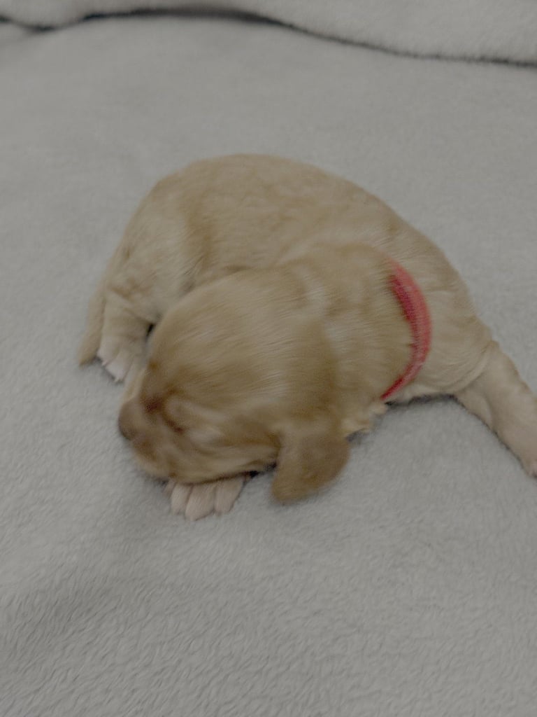 Cocker spaniel puppies for sale