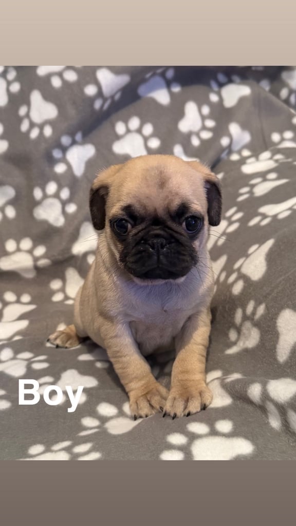 image for Pug puppies 