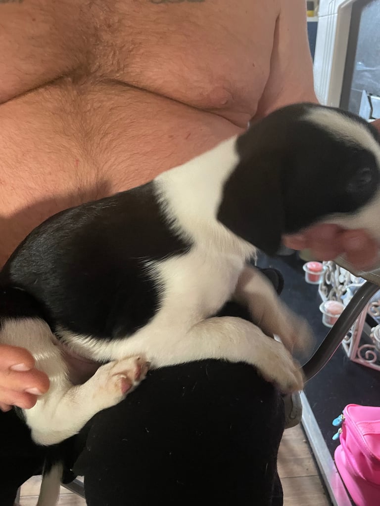 Border collie puppy’s 