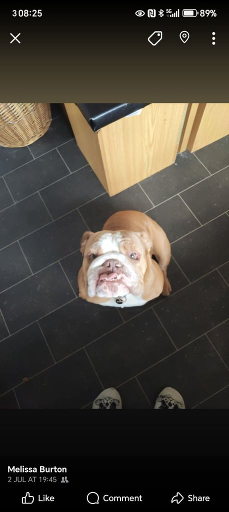 British Bulldog 