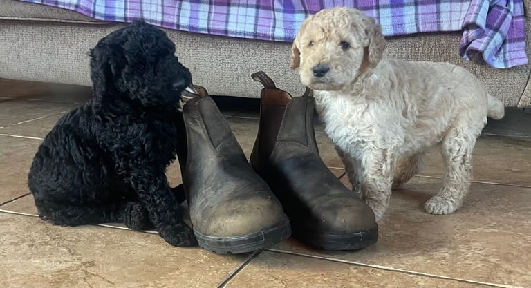 Labradoodle Puppies For Sale