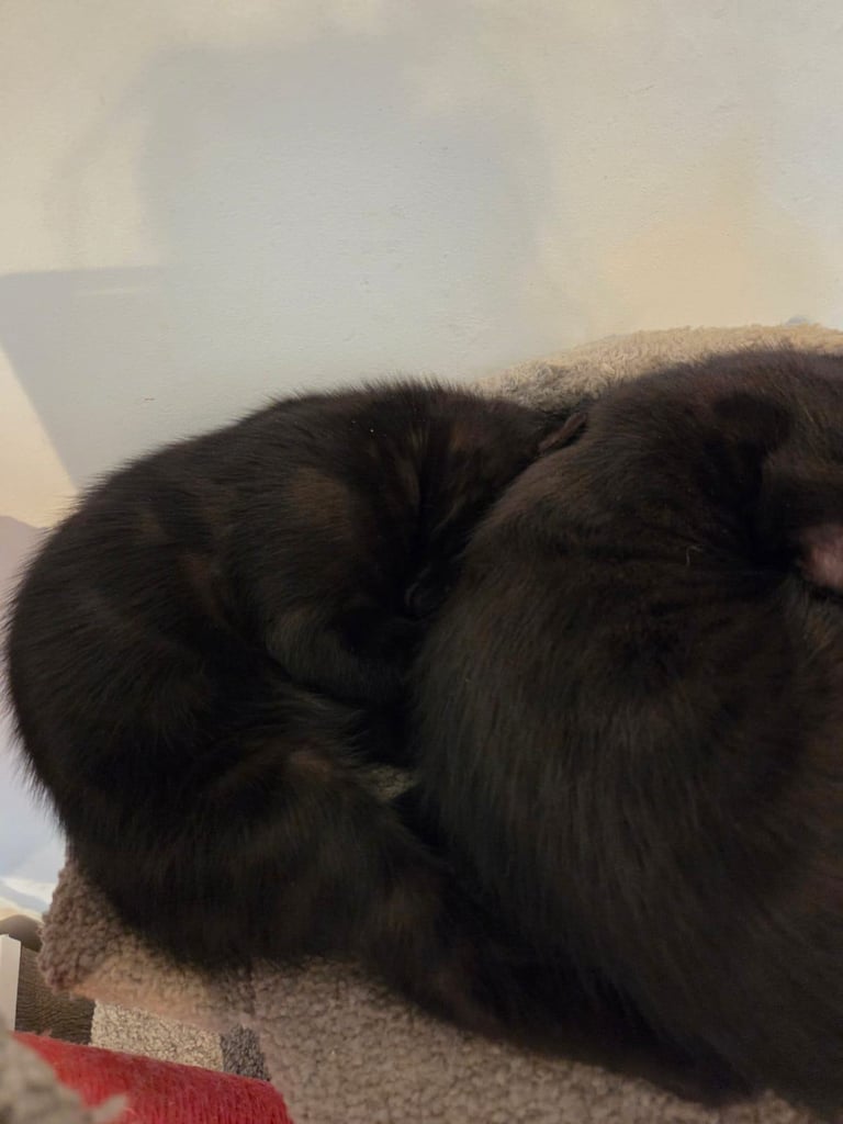 Adorable black Kitten Ready for Their New Homes! 🐾