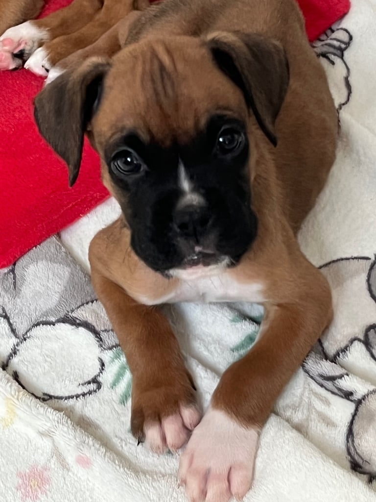 Boxers for sale. One bobtail one long tail 