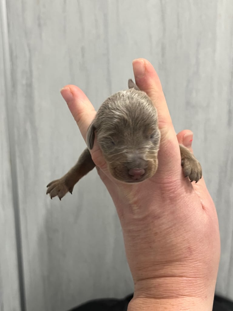 Dachshund miniature puppies 