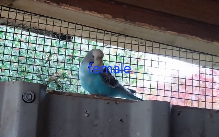 Baby budgies for sale