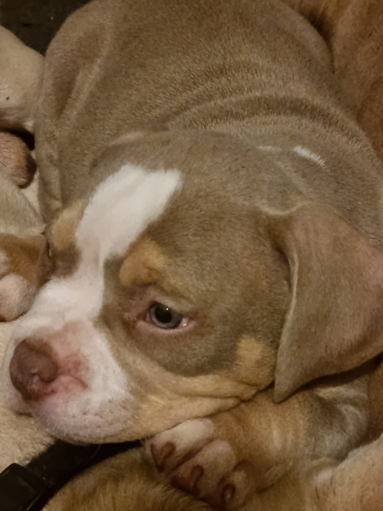 Pocketbully puppies 