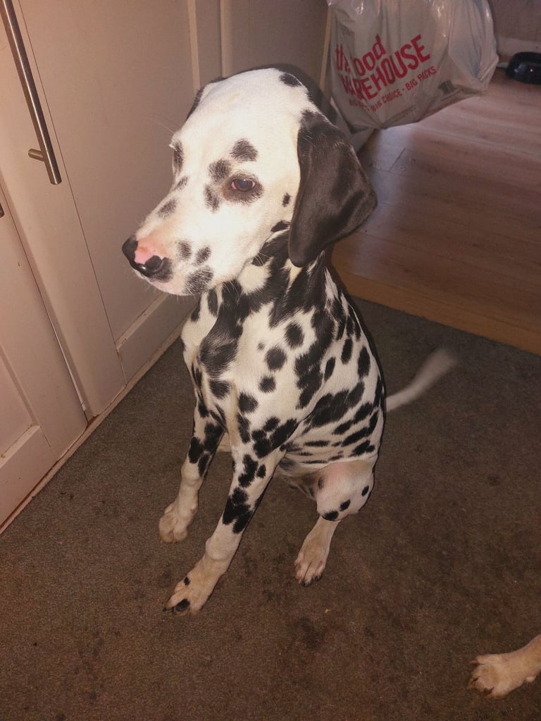 Dalmatian puppy