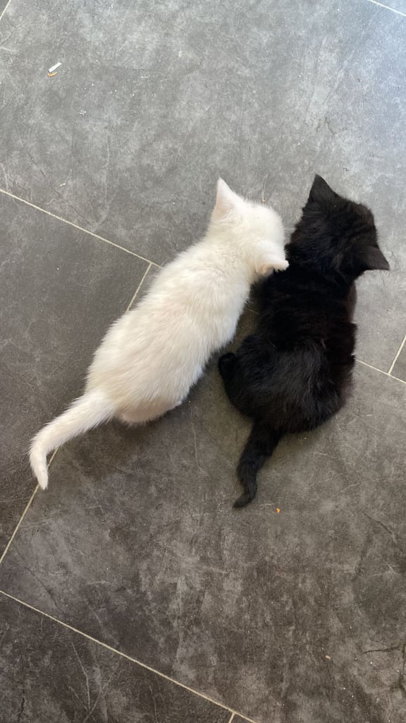 fluffy kittens