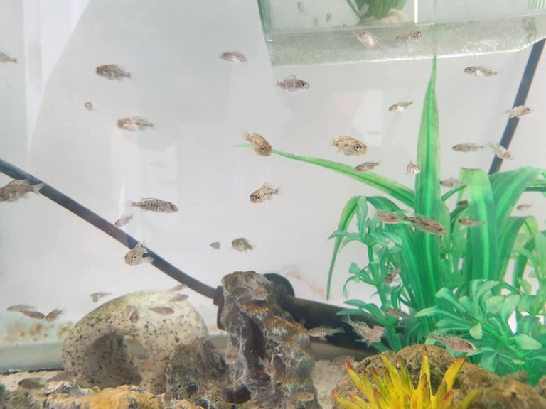 malawi fish cichlids tropical mbuna small and big