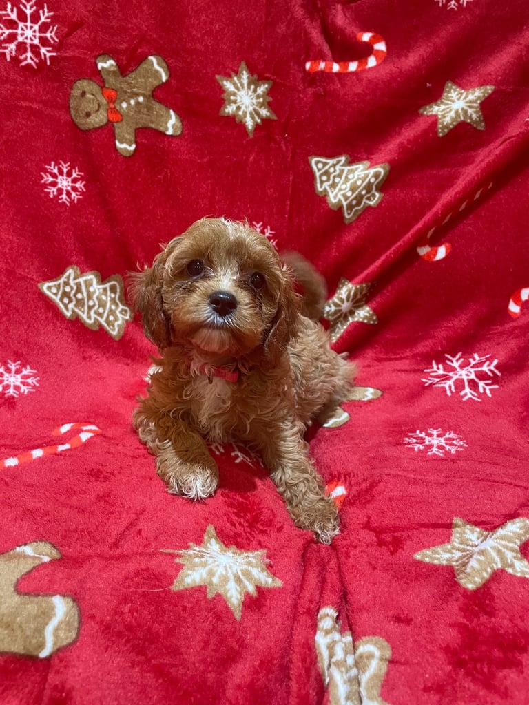 🐶🐶Beautiful fluffy Cavapoo puppies 🐶 🐶
