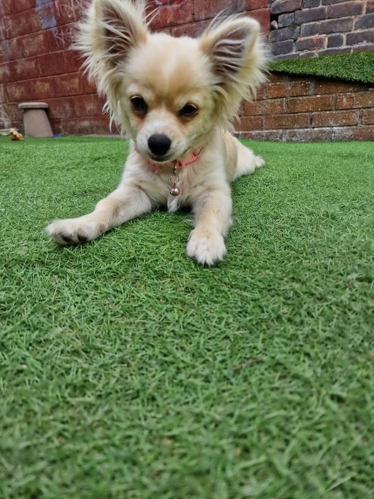 Chihuahua Puppy boy 